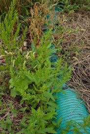 Image result for Dysphania procera