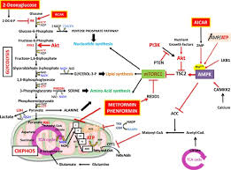 In eukaryotes, glycolysis takes place in the cytosol • glycolysis is anaerobic; Energy Disruptors Rising Stars In Anticancer Therapy Oncogenesis