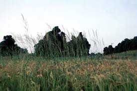 Image result for Oryza longistaminata