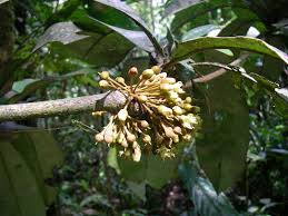 Image result for Englerophytum