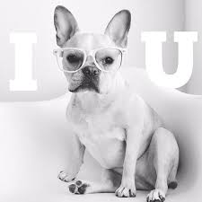 We did not find results for: Tumblr Com Imagens Buldogue Frances Buldogue Bulldog Frances