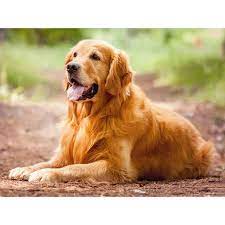 diy 5d diamond painting golden retriever dog diamond embroidery cross stitch kits animal mosaic full round rhinestone home decor dogs golden retriever top 10 dog breeds golden retriever