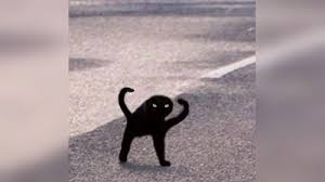 Black Cat Meme Google Search Black Cat Memes Cat Memes Kitten Images