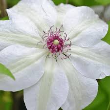 Planting a selection of clematis will give abundant bloom from january to december. Clematis Miss Bateman Free Delivery