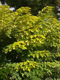 Image result for Broussonetia