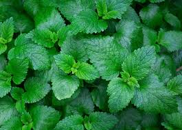 How often does water mint plant? How To Care Mint Plant Soil Pot Grow Planting Harvest