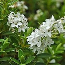Image result for shrubby veronica hebe