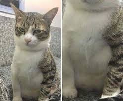 Saving Up To Get My Other Sleeve Done Aww In 2020 Funny Animal Pictures Funny Animals Cats
