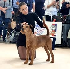 Image result for irský teriér