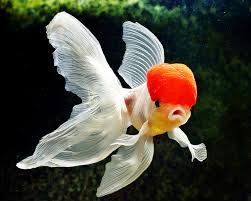 Ikan hias mas koki merupakan salah satu hewan yang dipercaya bisa membawa hoki atau keberuntungan menurut ilmu fensui, berbentuk bulat dan lucu membuat ikan. Pemerintah Dorong Budi Daya Ikan Hias Kkp News