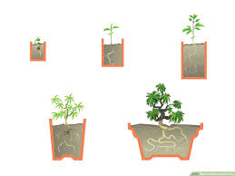 Branch takes several weeks to some months to produce roots. How To Start A Bonsai Tree With Pictures Wikihow