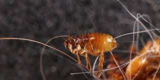 Kutu pada kucing memiliki nama ilmiah ctenocephalides felis. Kenali Bahaya Dan Gejala Infeksi Gigitan Kutu Kucing Pada Manusia Halaman All Kompas Com