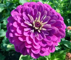 Image result for Zinnia elegans