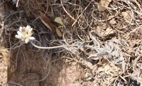 Image result for Helichrysum moggii