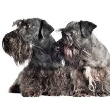 Image result for ČESKÝ TERIÉR