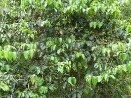 Image result for Psydrax fragrantissima