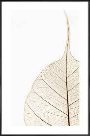 We did not find results for: Translucent Leaf Framed Poster Juniqe