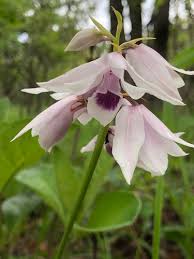 Image result for Orthochilus euanthus