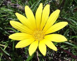 Image result for Gazania krebsiana