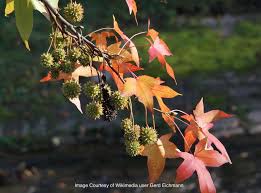 Image result for Liquidambar