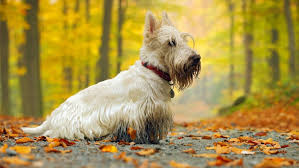 Image result for skotský teriér