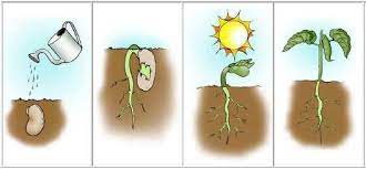 projet tous au jardin 1 2 3 dans ma classe a moi jardinage maternelle comptines de noel parties d une fleur