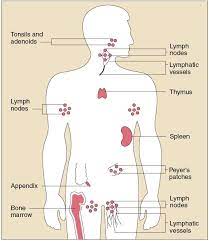 Strengthen Immune System With Vitamins And Minerals As For The Immune System The Primary Things You Wa Lymphatic System Strengthen Immune System Immune System