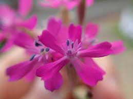 Image result for Rhynchosia holstii