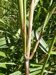 Image result for Phragmites karka