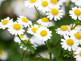 The potency of various chamomile teas varies, with some containing significantly more chamomile. How To Grow And Care For Chamomile Lovethegarden