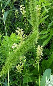 Image result for Setaria verticillata