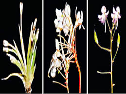 We did not find results for: Kerala Endangered Plants Found In Idukki Kozhikode News Times Of India