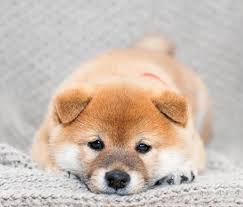 Shiba inu (shib) price now is $0.000016 with a trading volume of $4 631 136 882 for the last 24 hours. Mameshiba House Little Shiba Inu Breeder In Osaka Japan Discover Kansai