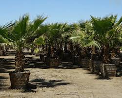Image result for Washingtonia robusta