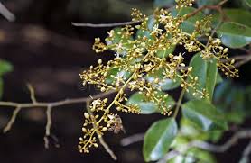 Image result for Dialium guineense