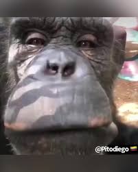 Pitodiego (@pitodiego)’s videos with original sound