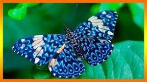 Sonar Con Mariposas De Colores Sonar Con Mariposas Grandes Mariposas Blancas Azules Amarillas Youtube