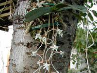 Image result for Aerangis appendiculata