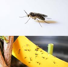 Image result for BLACKFLY ON TOMATO PLANTS