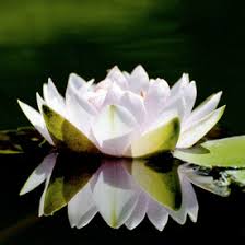 Maybe you would like to learn more about one of these? Pik Chu Wong Yoga Teacher In Portola Valley