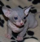 145 Names for Hairless Cats | Cuteness