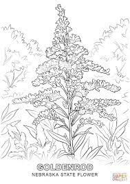 Nebraska State Flower Coloring Page Free Printable Coloring Pages Flower Coloring Pages Kentucky State Flower Coloring Pages