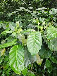 Image result for Oxyanthus zanguebaricus