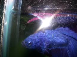 Cyst Betta Fish Pet Fungi