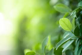 Nature backgrounds are probably the most popular, and it's easy to see why. Nature Images Free Vectors Stock Photos Psd