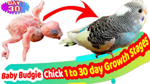 New Born Baby Budgie Chick 1 To 30 Day Growth Stages Parakeets Egg Hatching