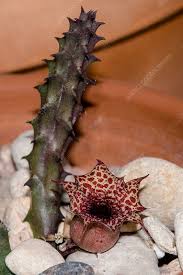 Image result for Huernia hislopii