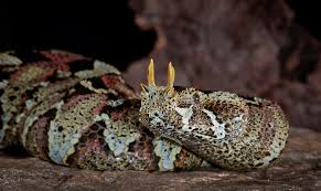 The Gardens Of Eden Photography By Michael D Kern Rhinoceros Viper Reptiles And Amphibians Amphibians Rhinoceros