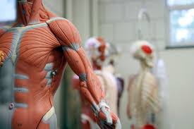 Skeletal muscle is a voluntary type of muscle tissue that is used in the contraction of skeletal parts. 11 Functions Of The Muscular System Diagrams Facts And Structure