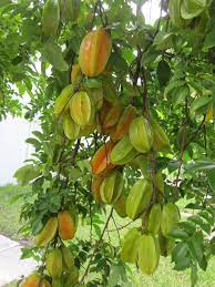 Star fruit also known as carambola is a juicy tropical fruit that is grown throughout. 19 Star Fruit Ideas Fruit Fruit Trees Fruit Plants